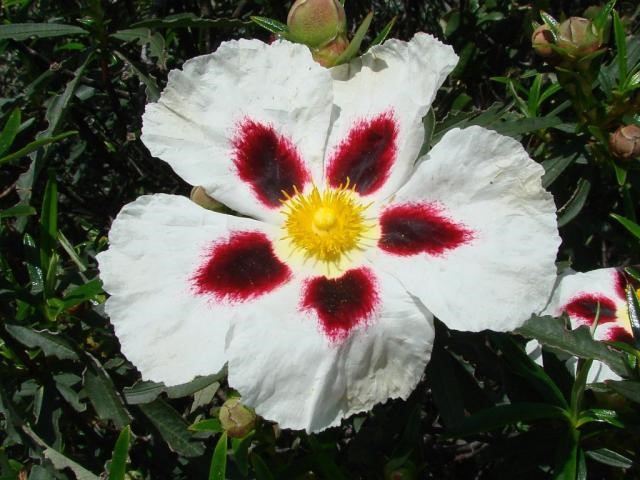 Flor de la Jara, abundante en nuestra zona
