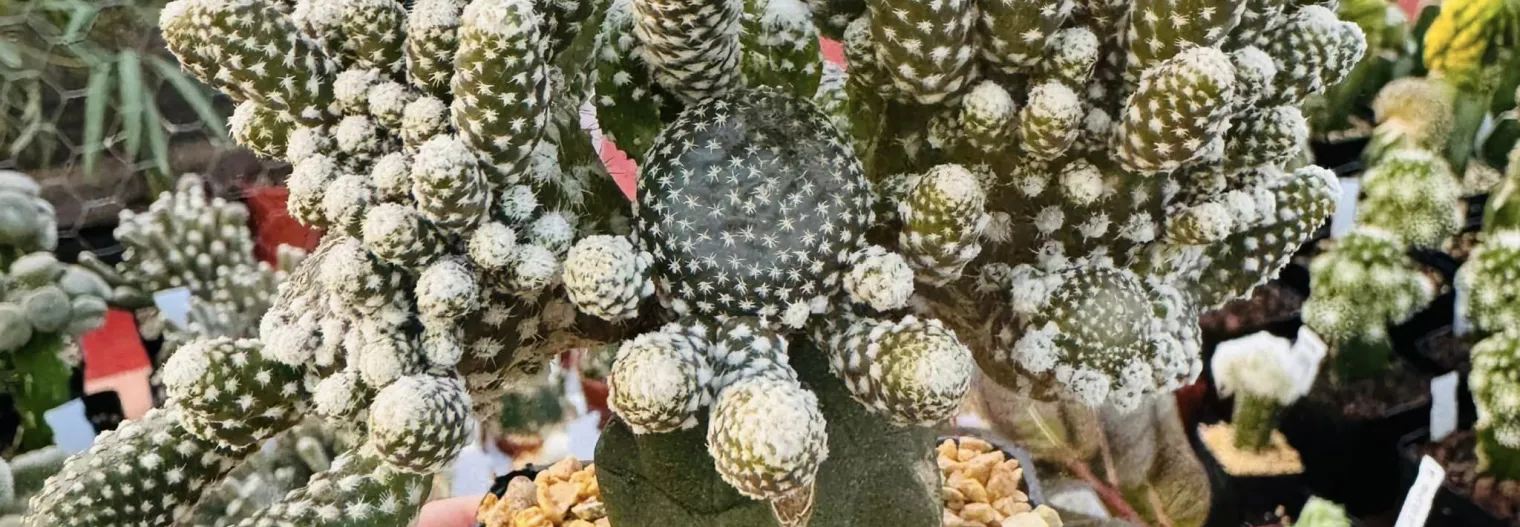 Primer plano de un cactus en un vivero