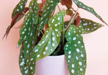Begonia Maculata