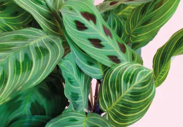 Maranta Light Veins