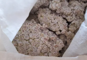 koji