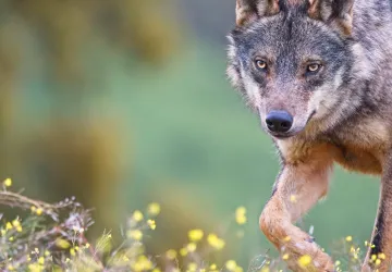 lobo