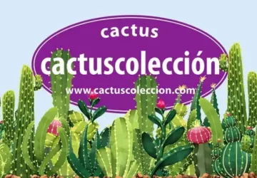 Cactuscoleccion